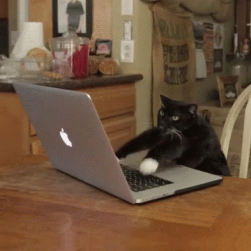 Gato Digitando GIF - Gato Digitando Cat GIFs
