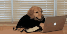 Golden Worker GIF - Take Your Dog To Work Day Good Boy Business Dog GIFs
