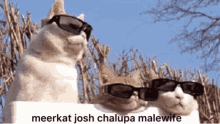 Cats 3cats GIF - Cats 3cats Malewife GIFs