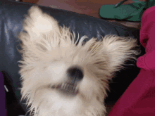 Lica Dog GIF - Lica Dog Lying Down GIFs
