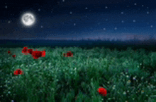 a field of red flowers under a full moon