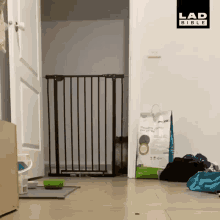 Cat Jumping GIF