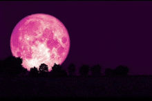 a full pink moon is rising over a field of trees