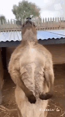 Kangaroo Itchy GIF