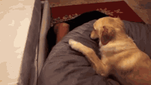 Puppy Dog GIF - Puppy Dog Play Time GIFs