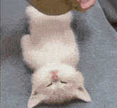 Cat Nori GIF - Cat Nori Nori Cat GIFs