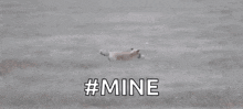 a cheetah is being chased by a bald eagle .