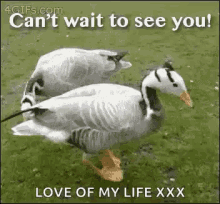 Excited Cant Wait To See You GIF - Excited Cant Wait To See You Duck GIFs