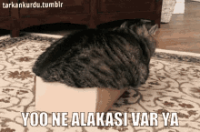 Kilo Fat Cat GIF - Kilo Fat Cat Ne Alaka GIFs