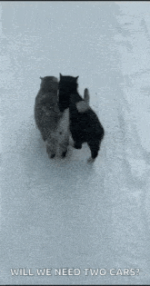 two cats hugging each other in the snow with the words will we need two cars .