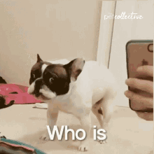 Who Is That Guy The Pet Collective GIF - Who Is That Guy The Pet Collective Shocked GIFs