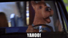 Scooby Doo Yahoo GIF - Scooby Doo Yahoo Woo Hoo GIFs