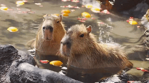 Capybara GIF - Capybara - Discover & Share GIFs