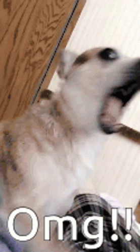 Funny Dog Scared Dog GIF - Funny Dog Scared Dog Omg - Discover