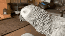 Parrot Head Turn Scary Parrot GIF - Parrot Head Turn Scary Parrot Rockstar Parrot GIFs