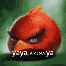 an angry bird with the words `` yaya avena ya '' written on it 's face .