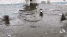 a dog is swimming in the water under a bridge