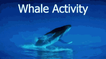Whale Activity Fatih GIF - Whale Activity Whale Activity GIFs