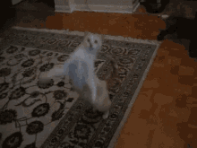 funny cat dance dancing silly