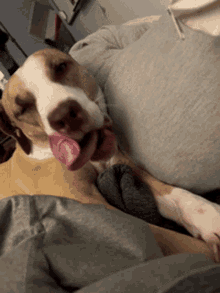 Yawn Dog GIF - Yawn Dog Puppy GIFs