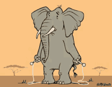 elephant jumping rope play