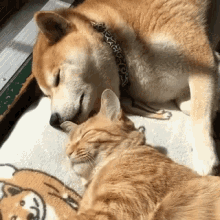 Cats Dogs GIF - Cats Dogs Animals GIFs