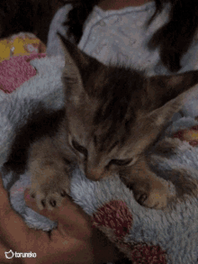 Brandee Love GIF