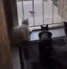 Cats Scared GIF - Cats Scared Jump GIFs