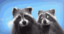 Raccoon Explosion GIF - Raccoon Explosion Funny GIFs