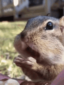 Food Coma GIF - Food Coma Squirrel GIFs