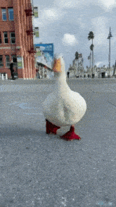 Duck Waddle GIF - Duck Waddle GIFs