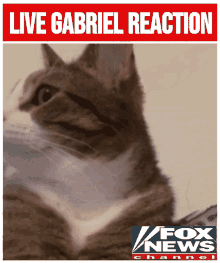 Live Gabriel Reaction Tucker GIF - Live Gabriel Reaction Tucker GIFs