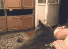 Cat Happy GIF - Cat Happy Tongue Out GIFs