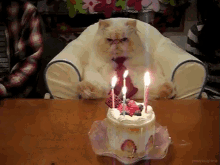 All Hail Birthday Cat GIF - Cat Candles Happy Birthday GIFs