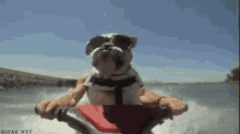 Beach Dog GIF - Beach Dog GIFs