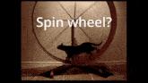 Cat Wheel GIF - Cat Wheel Spin GIFs
