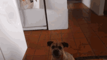 Are Border Terriers Yappy GIF - Are Border Terriers Yappy GIFs