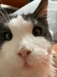 a black and white cat looking at the camera