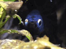 fish angerfish