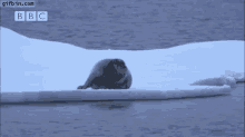 Peeping Polar Bear GIF - Polar Bear Peeping Seal GIFs