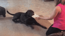 Get That Out Of My Face GIF - Dog Knock Cake GIFs