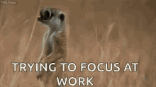 funny animals trying to focus