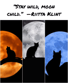 Full Moon Cat GIF - Full Moon Cat GIFs