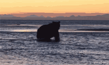 Bear Having Fun By The Shore GIF - Bear Having Fun By The Shore Sunset GIFs