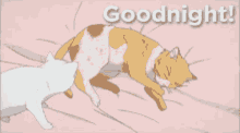 Goodnight Sweet GIF - Goodnight Sweet Cat GIFs