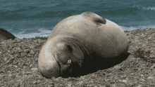 animal seal
