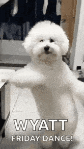 a small white dog is standing on its hind legs with its arms outstretched .