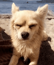 Dog Chihuahua GIF - Dog Chihuahua GIFs