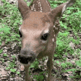 Deer Deer Stare GIF - Deer Deer Stare Baby Deer GIFs