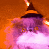 a cat is wearing a witch hat with a yellow stripe